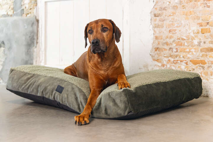 Designed by Lotte Hundekissen Yndis